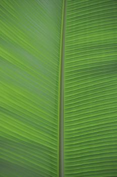 green leaf texture