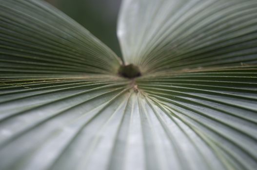 giant leaf abstract blur texture background