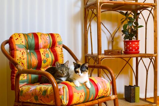 Two house cats on an armchair