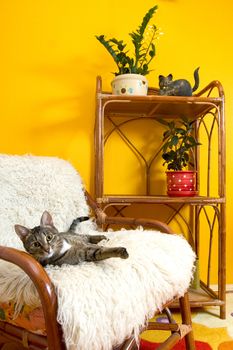 house cats on an armchair
