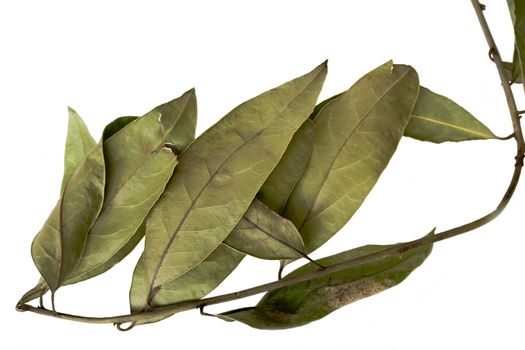 Fresh bay leaves isolated over white