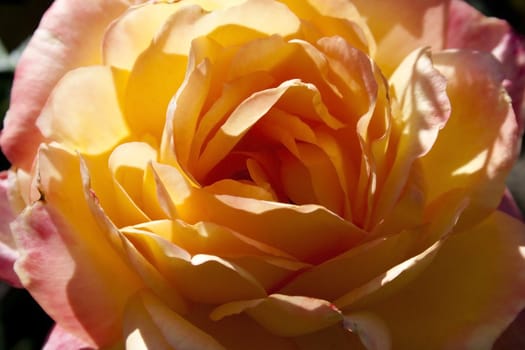 Closeup beautiful pink rose in the sunny day