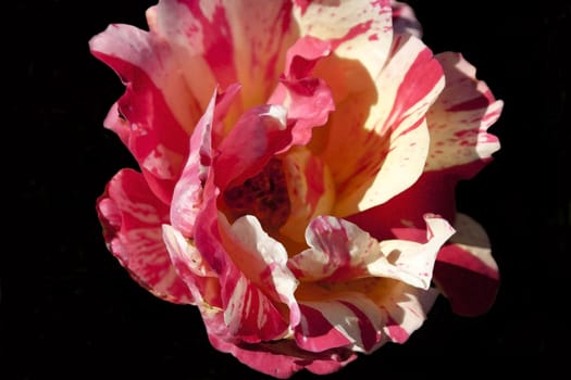 Variegated rose