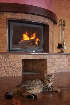 Thick striped cat about a fireplace