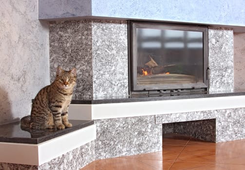 Thick striped cat about a fireplace