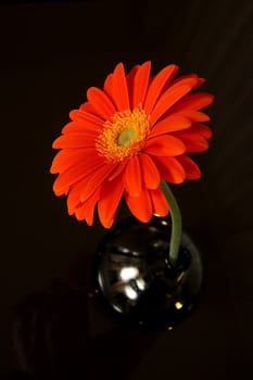 Flower in a vase on a table
