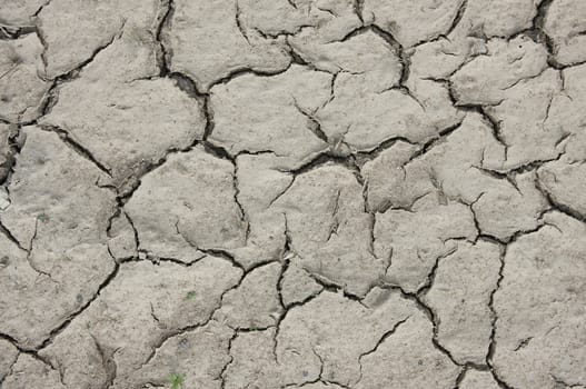 Cracks on the dry earth.
