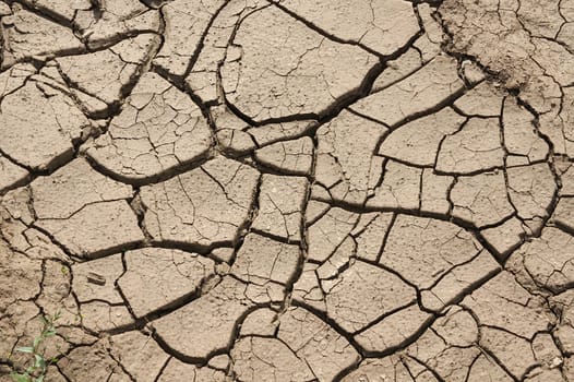 Cracks on the dry earth.
