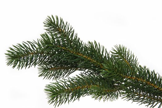 Plastic fir tree branch isolated on white background