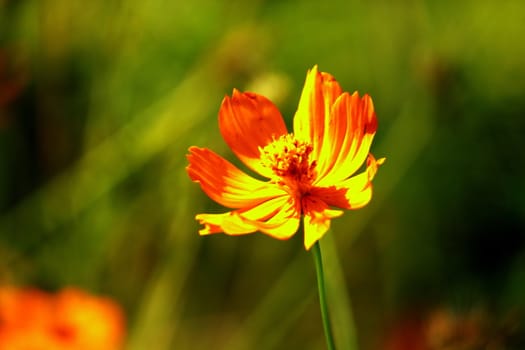 flower in my garden