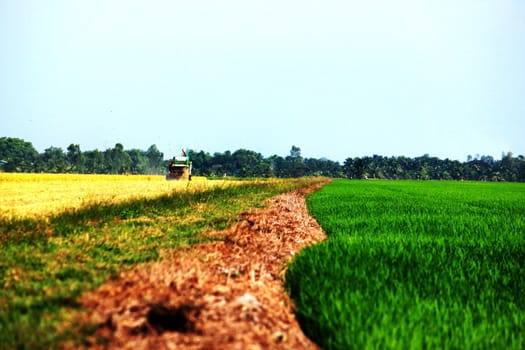 Thailand farm