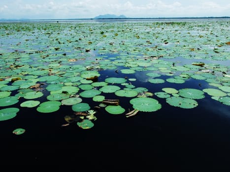 lotus in Boraped lake in Thailand