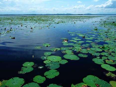 lotus in Boraped lake in Thailand