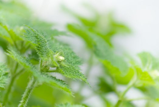 It is a beautiful plant with thorns called Stinging Nettle.