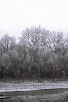 black winter trees on riverbank scenic landscape