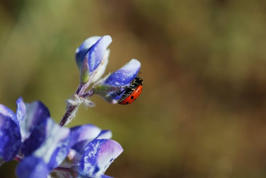 A red ladybug on a blue flower on a sunny day.