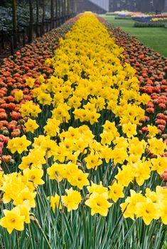 Yellow daffodils and orange tulips in the early morning in spring