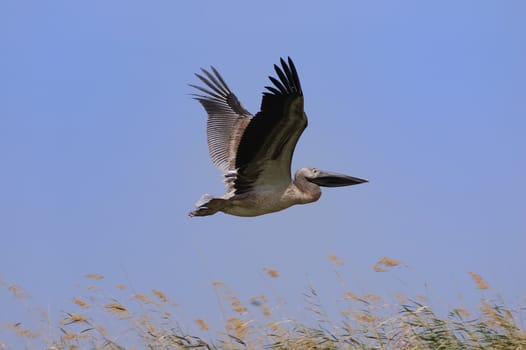 Bird in flight on blue sky background