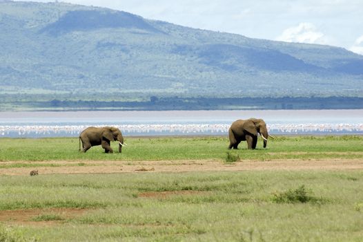 Two elephants walk in the Lake Manyara National Park - Best of Tanzania