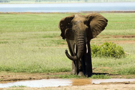 Elephant in the Lake Manyara National Park - Best of Tanzania