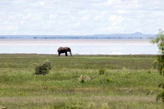 Elephant in the Lake Manyara National Park - Best of Tanzania