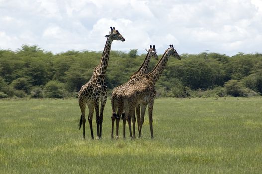 Giraffe in the Lake Manyara National Park - Best of Tanzania