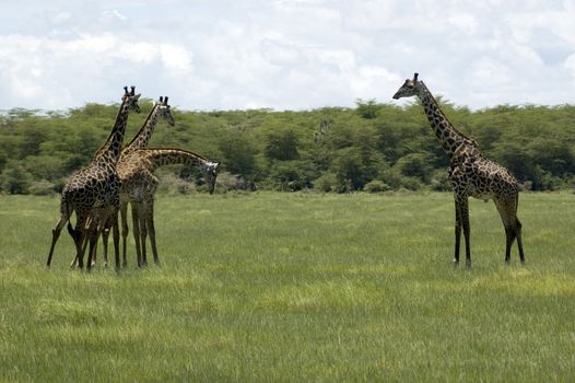 Giraffe in the Lake Manyara National Park - Best of Tanzania