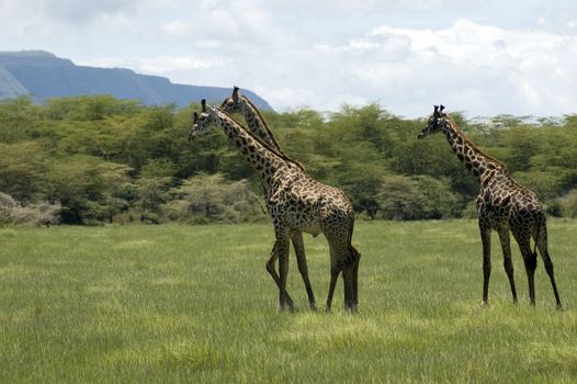 Giraffe in the Lake Manyara National Park - Best of Tanzania