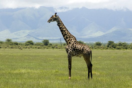 Giraffe in the Lake Manyara National Park - Best of Tanzania