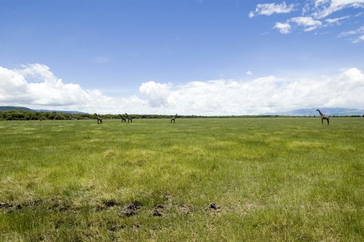 Giraffe in the Lake Manyara National Park - Best of Tanzania