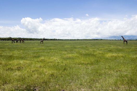 Giraffe in the Lake Manyara National Park - Best of Tanzania