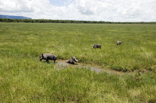 Warthog family in the Lake Manyara National Park - Best of Tanzania