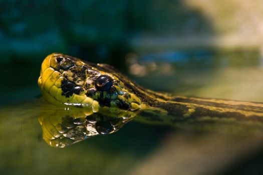 Swimming Yellow anaconda, native to South American swamps and marshes