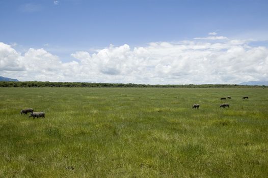 Warthog family in the Lake Manyara National Park - Best of Tanzania