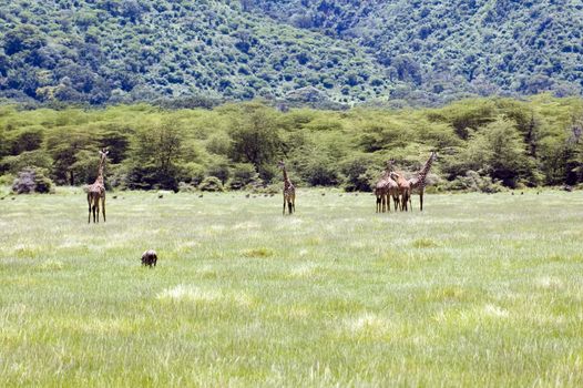 Giraffe in the Lake Manyara National Park - Best of Tanzania