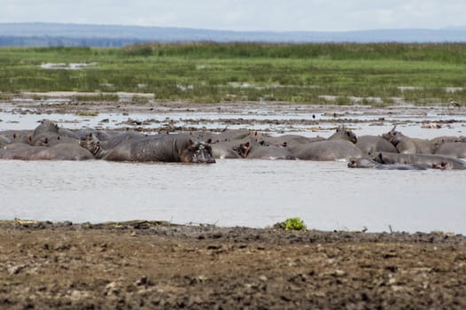 Hippo sleep in the pool in the Lake Manyara National Park - Best of Tanzania