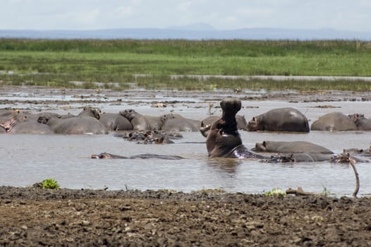 Hippo in the pool in the Lake Manyara National Park - Best of Tanzania