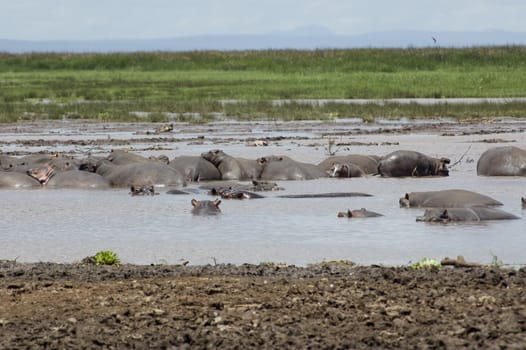 Hippo sleep in the pool in the Lake Manyara National Park - Best of Tanzania