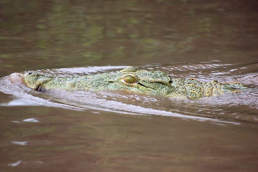 Crocodile in the water in the Lake Manyara National Park - Best of Tanzania