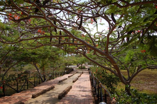 Tropical garden