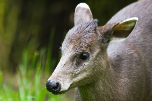 Portrait of female tufted deer looking watchful