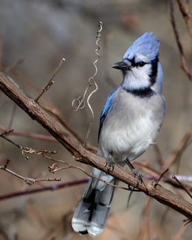 A blue jay perched on a tree branch.