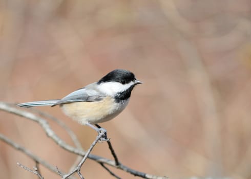 A black-capped chickadee perched on a tree branch.