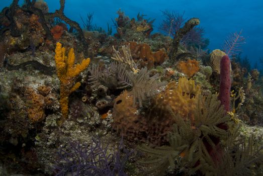 The ornate beauty of multiple corals on a Bahamian reef.