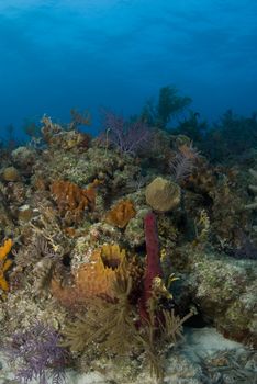 The ornate beauty of multiple corals on a Bahamian reef.