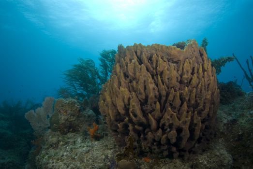 A brown coral head with fish swimming about under the sun glowed surface of the bahamian sea.