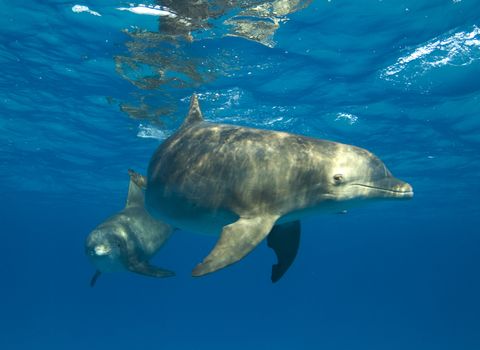 A pair of courious Atlantic Spotted Dolphin (Stenella frontalis) under the ocean surface
