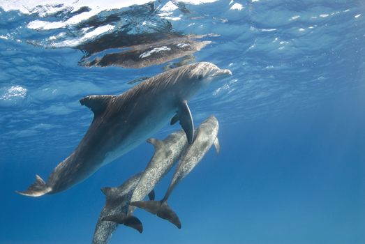 A pod of Atlantic Spotted Dolphin (Stenella frontalis) head to the surface while playing. 