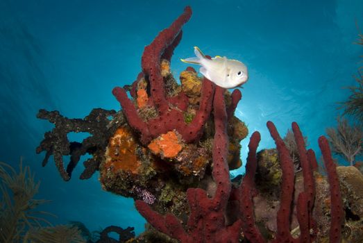 A fish swims around a head of red coral under the calm surface of the bahamas