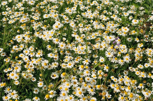 Close-up of large quantities of white daisy field